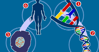 INTRODUCCIÓN AL ESTUDIO DE GENÉTICA #1